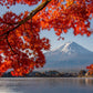10 RED JAPANESE MAPLE Tree Bloodgood Ornamental Acer Palmatum Seeds