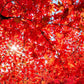 10 RED JAPANESE MAPLE Tree Bloodgood Ornamental Acer Palmatum Seeds