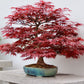 10 RED JAPANESE MAPLE Tree Bloodgood Ornamental Acer Palmatum Seeds