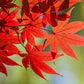 10 RED JAPANESE MAPLE Tree Bloodgood Ornamental Acer Palmatum Seeds
