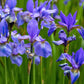 25 BLUE FLAG IRIS Versicolor ( Dry - Moist Soil ) Native Purple Yellow White Fragrant Flower Seeds