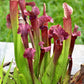 10 MIXED PITCHER PLANT Sarracenia Carnivorous Red Purple Yellow White Flower Seeds