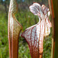 10 MIXED PITCHER PLANT Sarracenia Carnivorous Red Purple Yellow White Flower Seeds