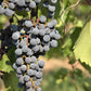 10 Purple CONCORD GRAPE Fruit Vine Vitis Labrusca White Flower Seeds