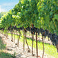 10 Purple CONCORD GRAPE Fruit Vine Vitis Labrusca White Flower Seeds