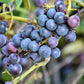 10 Purple CONCORD GRAPE Fruit Vine Vitis Labrusca White Flower Seeds