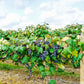 10 Purple CONCORD GRAPE Fruit Vine Vitis Labrusca White Flower Seeds