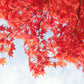 10 RED JAPANESE MAPLE Tree Bloodgood Ornamental Acer Palmatum Seeds