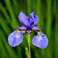 25 BLUE FLAG IRIS Versicolor ( Dry - Moist Soil ) Native Purple Yellow White Fragrant Flower Seeds