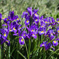 25 BLUE FLAG IRIS Versicolor ( Dry - Moist Soil ) Native Purple Yellow White Fragrant Flower Seeds