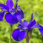 25 BLUE FLAG IRIS Versicolor ( Dry - Moist Soil ) Native Purple Yellow White Fragrant Flower Seeds