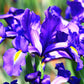 25 BLUE FLAG IRIS Versicolor ( Dry - Moist Soil ) Native Purple Yellow White Fragrant Flower Seeds