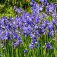 25 BLUE FLAG IRIS Versicolor ( Dry - Moist Soil ) Native Purple Yellow White Fragrant Flower Seeds