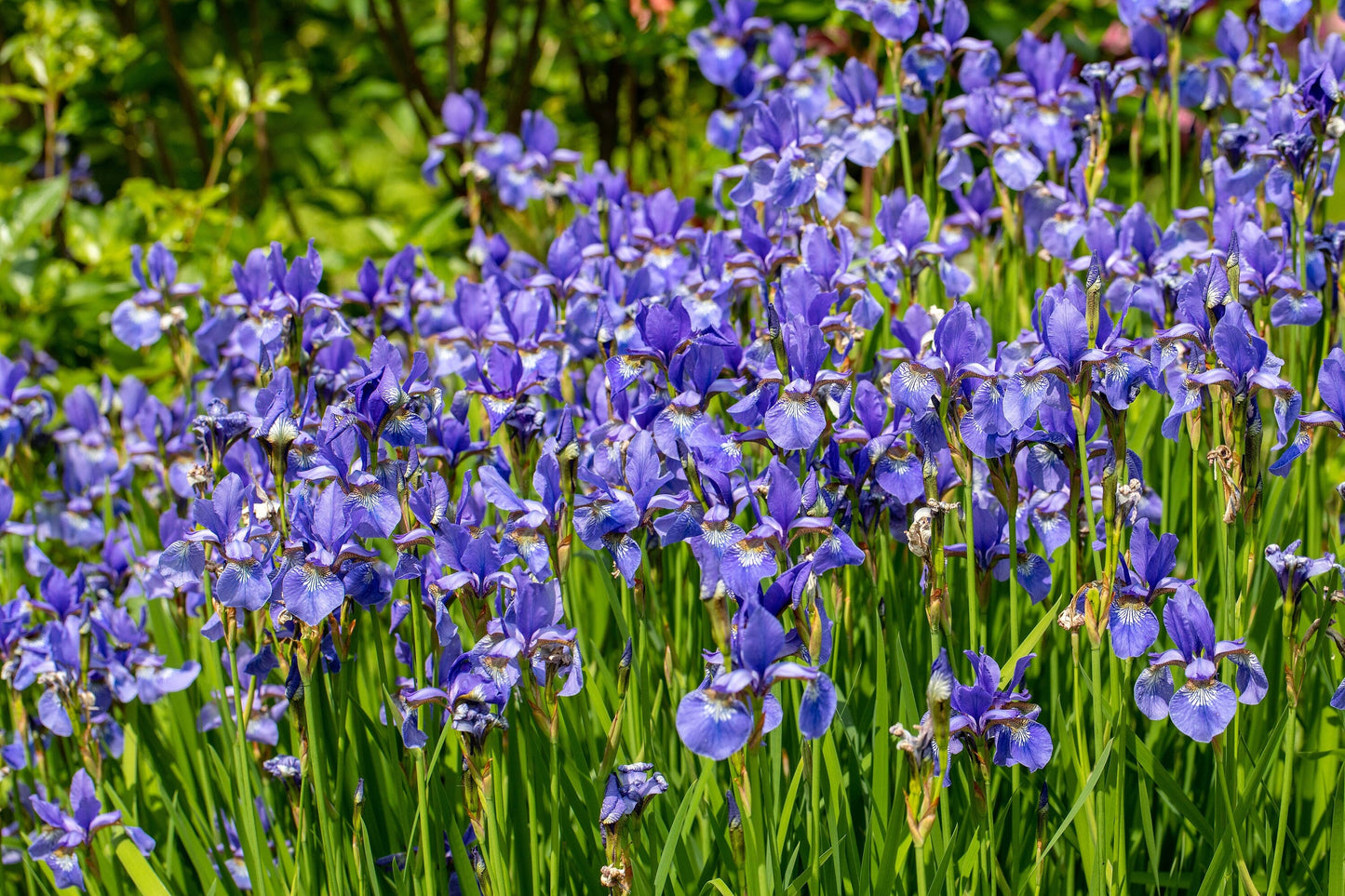 25 BLUE FLAG IRIS Versicolor ( Dry - Moist Soil ) Native Purple Yellow White Fragrant Flower Seeds