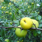 20 Red Flowering DWARF QUINCE Shrub Fruit Chaenomeles Japonica Scarlet Seeds