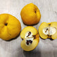 20 Red Flowering DWARF QUINCE Shrub Fruit Chaenomeles Japonica Scarlet Seeds