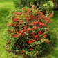 20 Red Flowering DWARF QUINCE Shrub Fruit Chaenomeles Japonica Scarlet Seeds