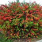 20 Red Flowering DWARF QUINCE Shrub Fruit Chaenomeles Japonica Scarlet Seeds