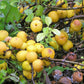 20 Red Flowering DWARF QUINCE Shrub Fruit Chaenomeles Japonica Scarlet Seeds