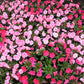 50 DWARF PINK IMPATIENS Walleriana Part Sun or Full Shade Flower Seeds