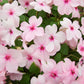 50 DWARF PINK IMPATIENS Walleriana Part Sun or Full Shade Flower Seeds