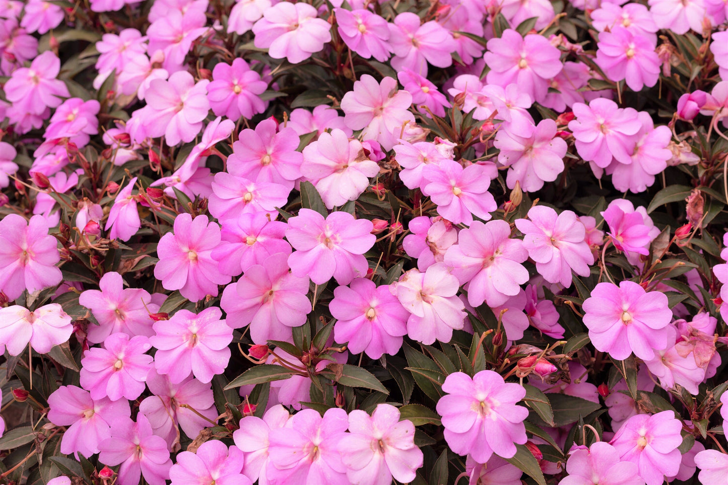 50 DWARF PINK IMPATIENS Walleriana Part Sun or Full Shade Flower Seeds