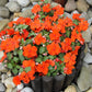 50 DWARF ORANGE IMPATIENS Walleriana Part Sun or Full Shade Flower Seeds