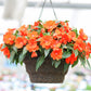 50 DWARF ORANGE IMPATIENS Walleriana Part Sun or Full Shade Flower Seeds