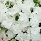 50 DWARF WHITE IMPATIENS Walleriana Part Sun or Full Shade Flower Seeds