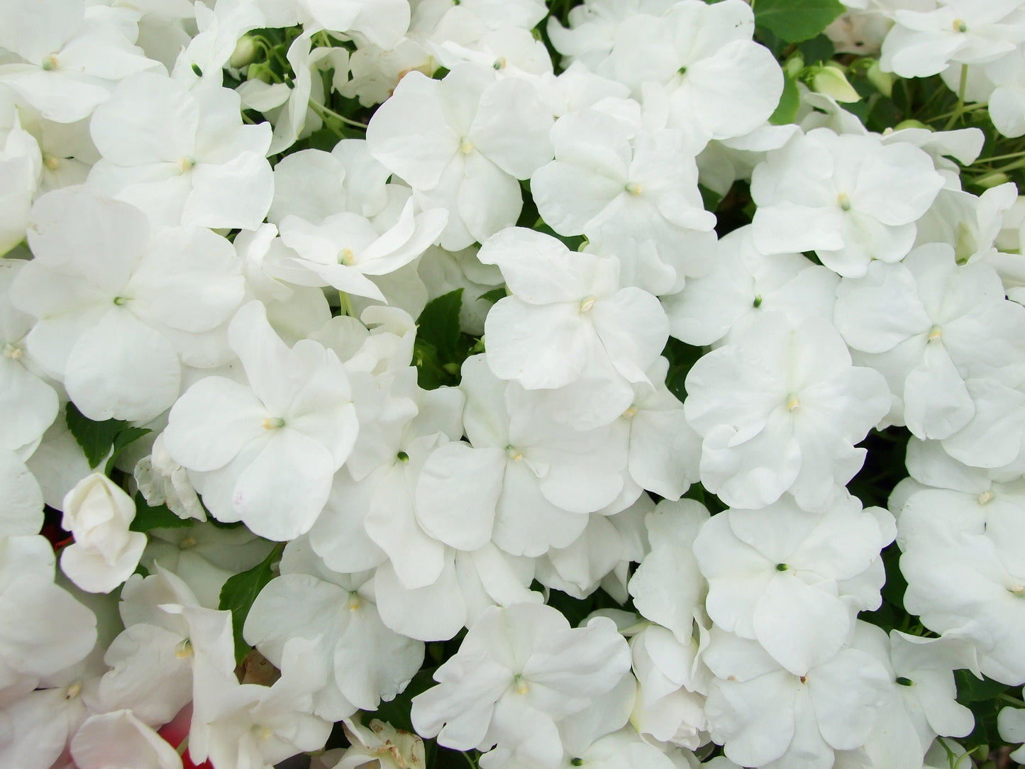 50 DWARF WHITE IMPATIENS Walleriana Part Sun or Full Shade Flower Seeds
