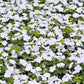 50 DWARF WHITE IMPATIENS Walleriana Part Sun or Full Shade Flower Seeds