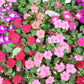 50 MIXED COLORS Dwarf IMPATIENS Walleriana Part Sun or Full Shade Red, White, Pink, Carmine, Scarlet, & Orange Flower Seeds