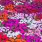 50 MIXED COLORS Dwarf IMPATIENS Walleriana Part Sun or Full Shade Red, White, Pink, Carmine, Scarlet, & Orange Flower Seeds