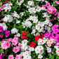 50 MIXED COLORS Dwarf IMPATIENS Walleriana Part Sun or Full Shade Red, White, Pink, Carmine, Scarlet, & Orange Flower Seeds