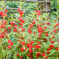 100 Mixed Dwarf TOM THUMB IMPATIENS Balsamina - Sun or Shade - Double Purple, Red, White, Pink, & Orange Flower Seeds