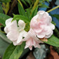100 Mixed Dwarf TOM THUMB IMPATIENS Balsamina - Sun or Shade - Double Purple, Red, White, Pink, & Orange Flower Seeds