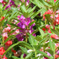 100 Mixed Dwarf TOM THUMB IMPATIENS Balsamina - Sun or Shade - Double Purple, Red, White, Pink, & Orange Flower Seeds