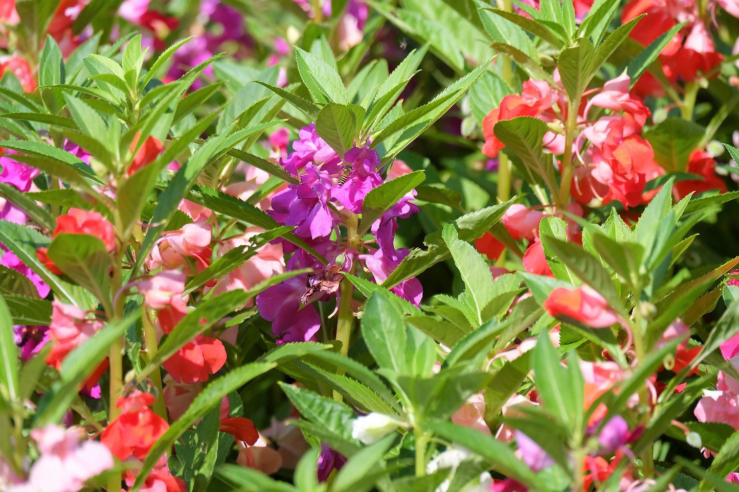 100 Mixed Dwarf TOM THUMB IMPATIENS Balsamina - Sun or Shade - Double Purple, Red, White, Pink, & Orange Flower Seeds