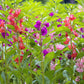 100 Mixed Dwarf TOM THUMB IMPATIENS Balsamina - Sun or Shade - Double Purple, Red, White, Pink, & Orange Flower Seeds