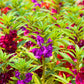 100 Mixed Dwarf TOM THUMB IMPATIENS Balsamina - Sun or Shade - Double Purple, Red, White, Pink, & Orange Flower Seeds