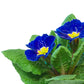 15 Accord BLUE ENGLISH PRIMROSE Primula Vulgaris Part Shade Houseplant Flower Seeds