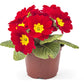 15 SCARLET ENGLISH PRIMROSE Red Primula Vulgaris Part Shade Houseplant Flower Seeds