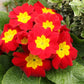 15 SCARLET ENGLISH PRIMROSE Red Primula Vulgaris Part Shade Houseplant Flower Seeds