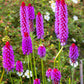 20 ORCHID PRIMROSE Primula Vialii Red Hot Poker Red Pink Purple Shade Wet Flower Seeds