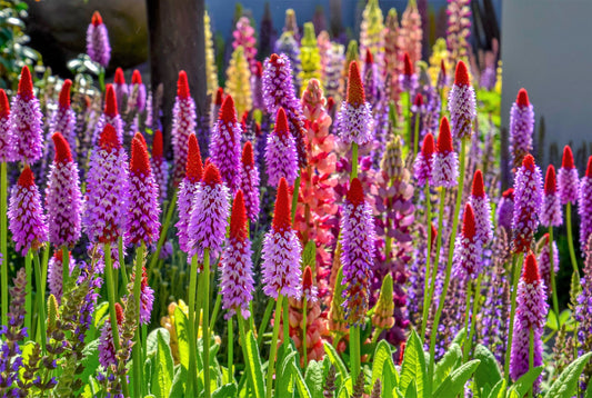 20 ORCHID PRIMROSE Primula Vialii Red Hot Poker Red Pink Purple Shade Wet Flower Seeds