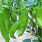 50 SHISHITO PEPPER Green to Red Mild Japanese Chili Capsicum Annuum Vegetable Seeds