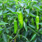 50 SHISHITO PEPPER Green to Red Mild Japanese Chili Capsicum Annuum Vegetable Seeds