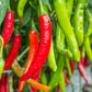 100 BIG JIM PEPPER Green to Red Big 12" Chili Mild Heat Capsicum Annuum Vegetable Seeds