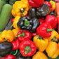 150 RAINBOW BELL PEPPER Sweet Red, Green, Yellow, Orange, Purple, Brown, & White Capsicum Annuum Vegetable Seeds