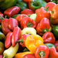 150 RAINBOW BELL PEPPER Sweet Red, Green, Yellow, Orange, Purple, Brown, & White Capsicum Annuum Vegetable Seeds